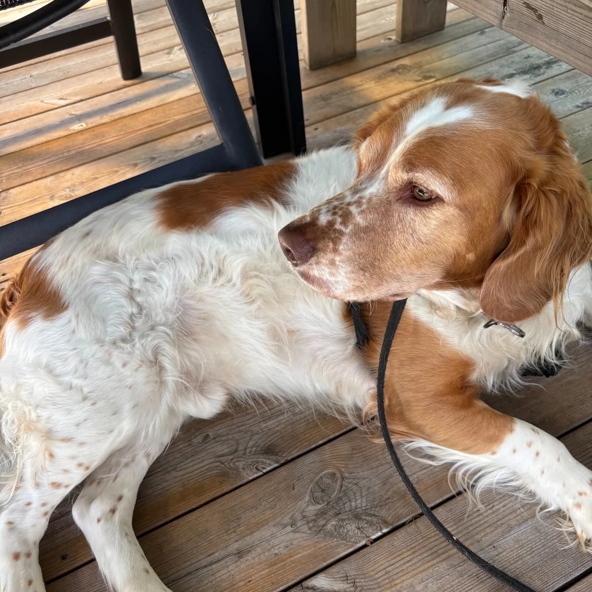 Albin, male senior Mixed Breed for adoption at Hundhjälpen, Stockholm