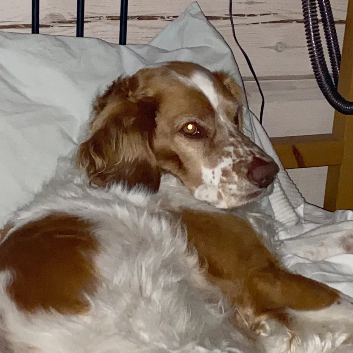 Albin, male senior Mixed Breed for adoption at Hundhjälpen, Stockholm