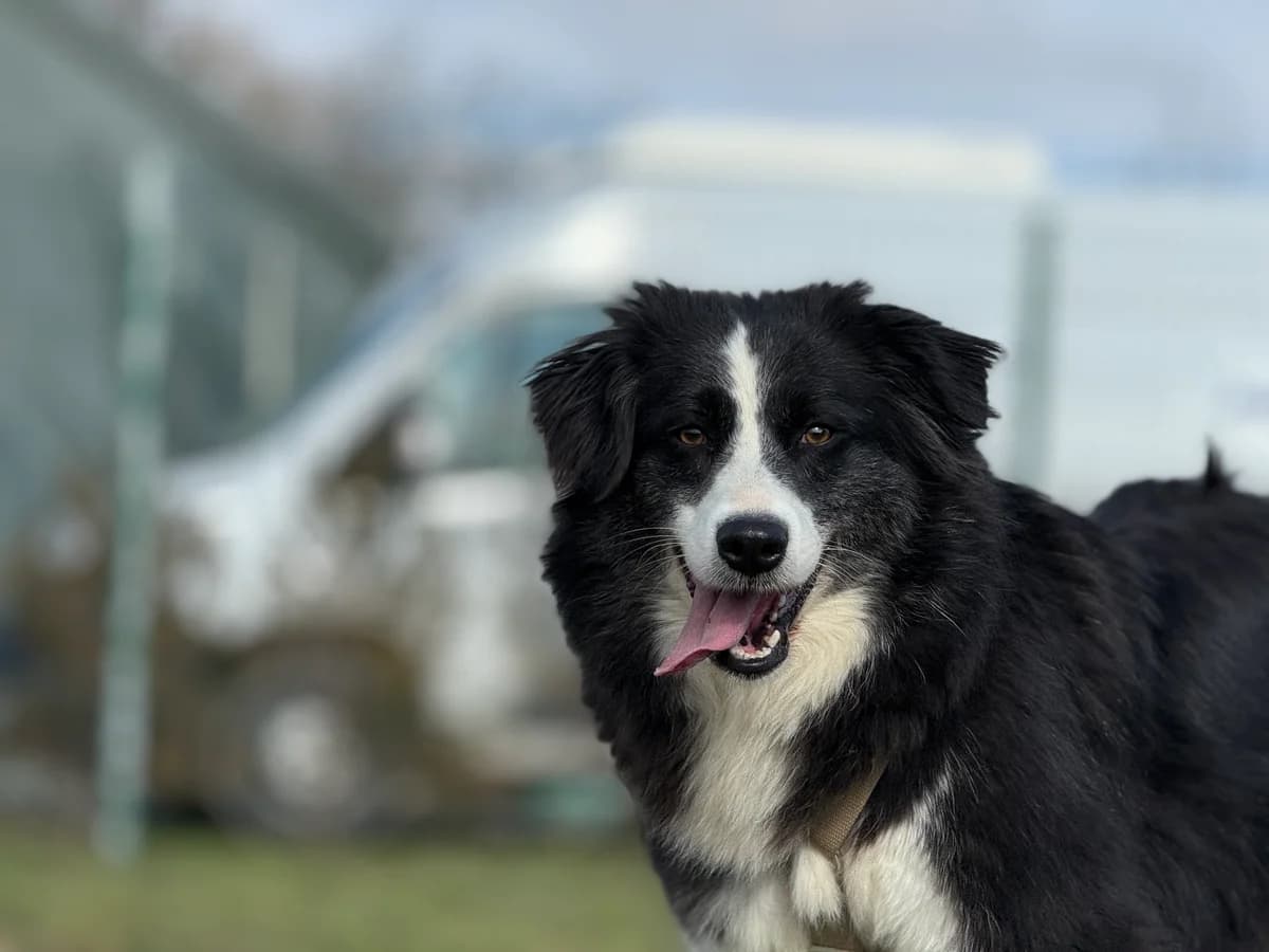 Amarena, female 3yo Mixed Breed for adoption at Hundhjälpen, Stockholm