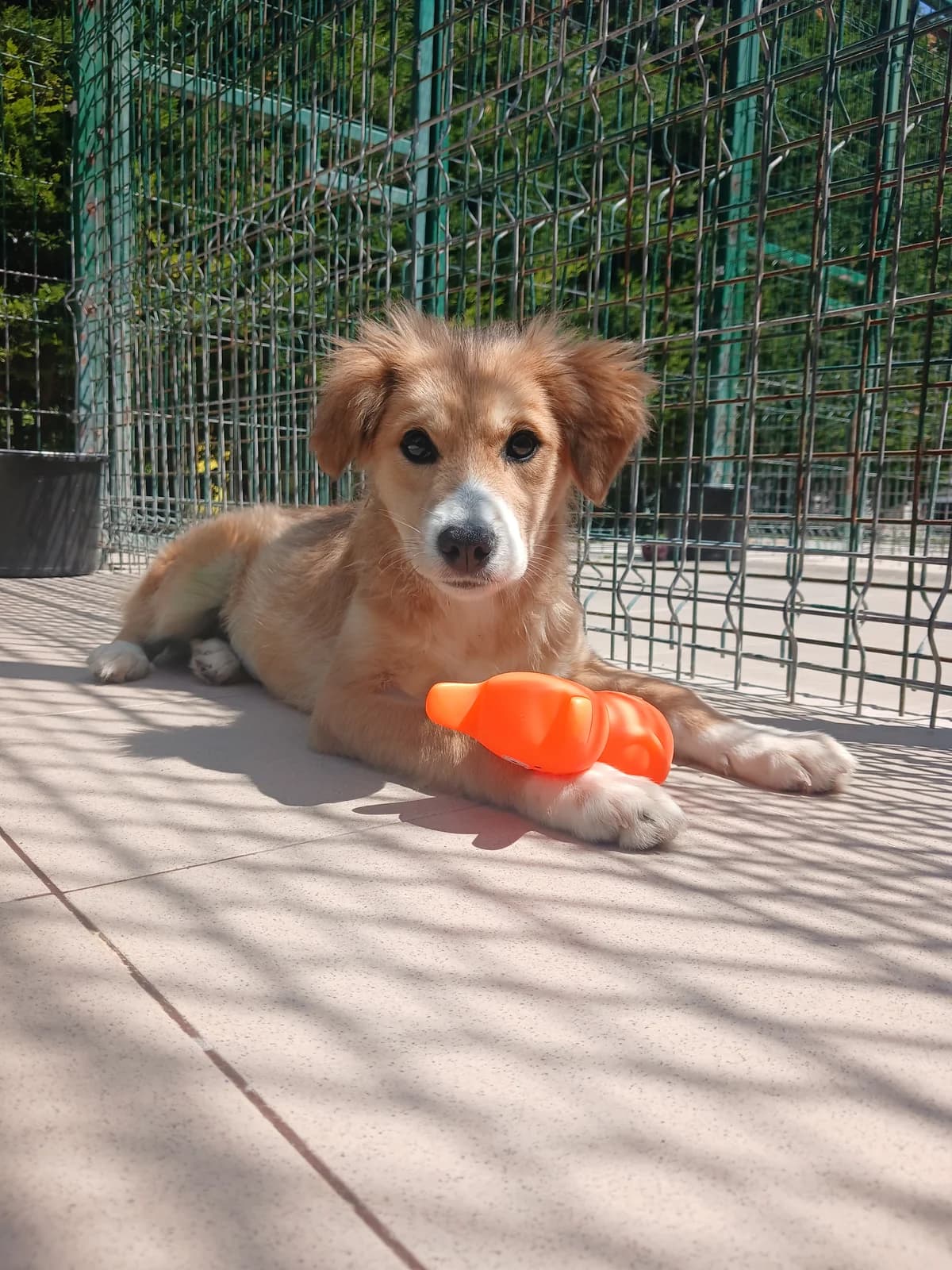 Ambra, female puppy Mixed Breed for adoption at Hundhjälpen, Stockholm