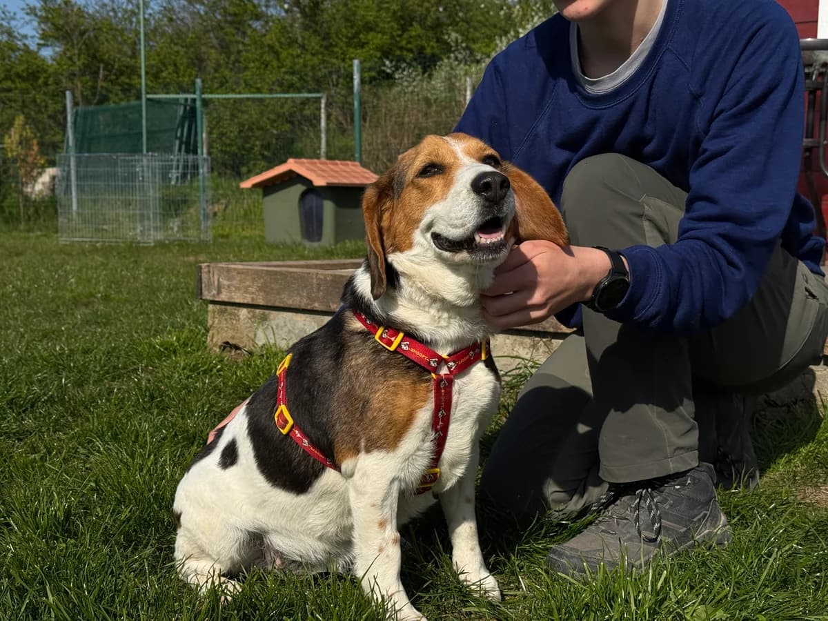 Anna, female 7yo Mixed Breed for adoption at Hundhjälpen, Stockholm