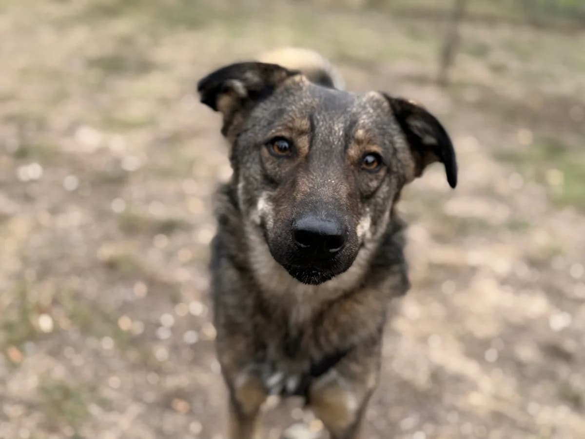 Apollo, gra male 3yo Mixed Breed for adoption at Hundhjälpen, Stockholm