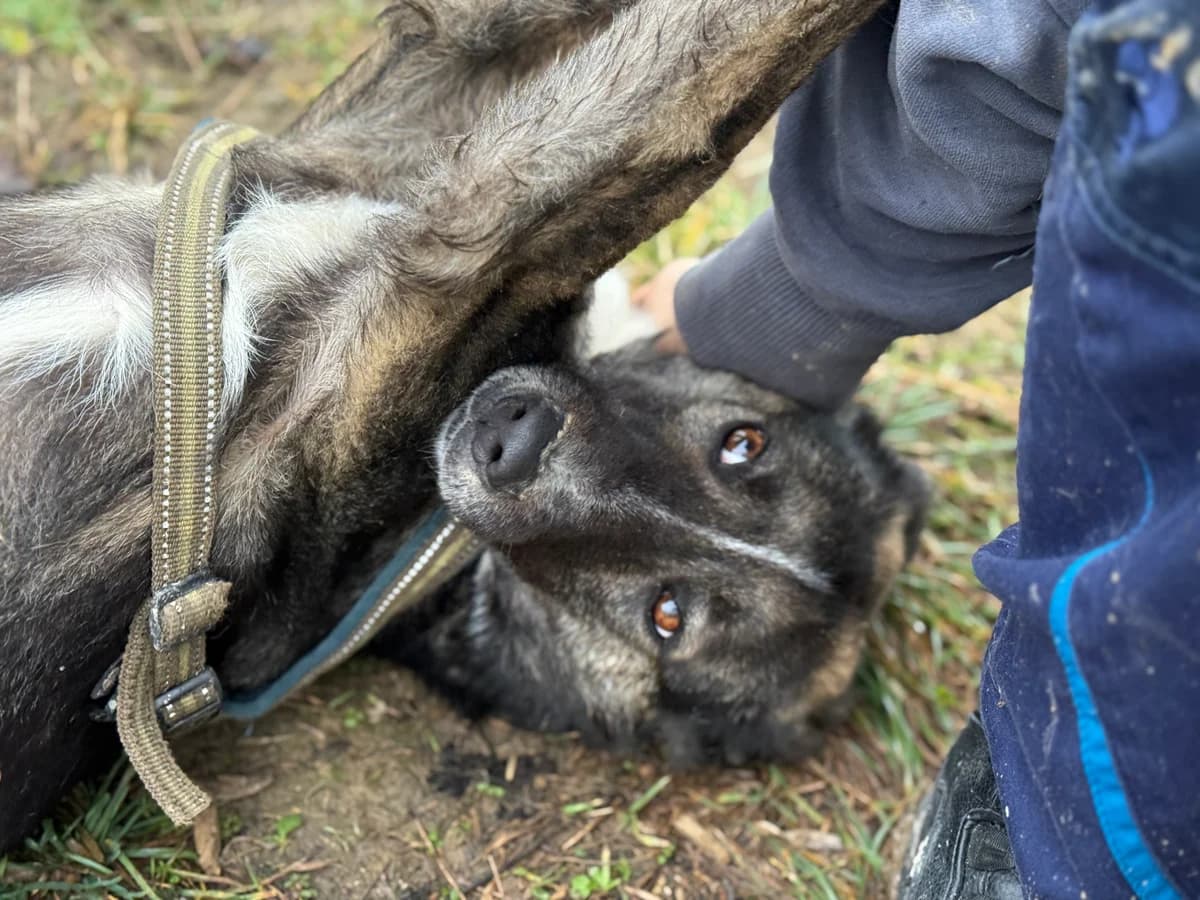 Argo, male 3yo Mixed Breed for adoption at Hundhjälpen, Stockholm