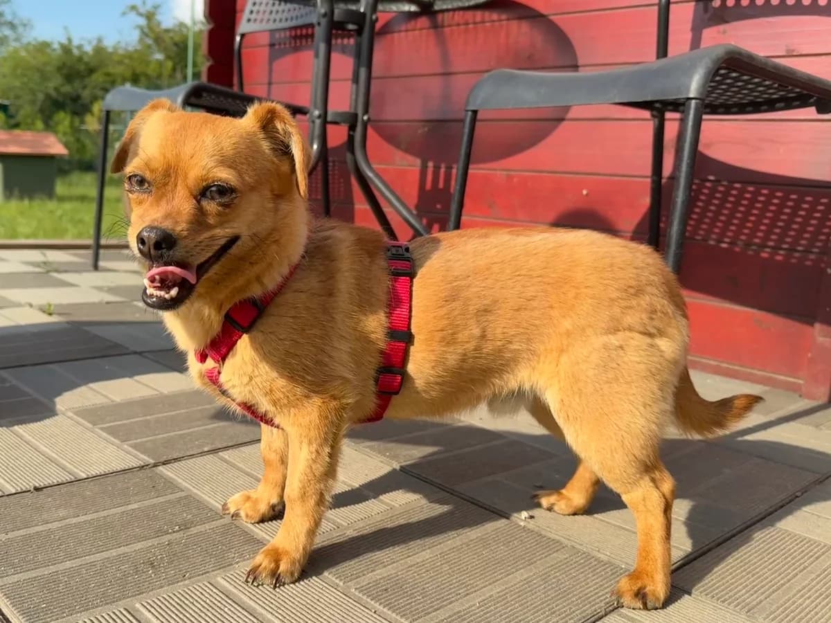 Azorel, gra male young Mixed Breed for adoption at Hundhjälpen, Stockholm