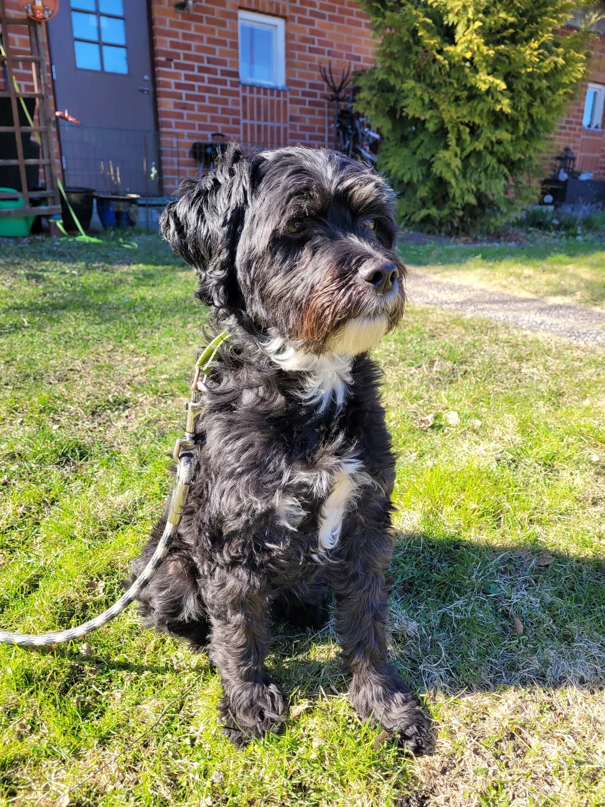 Billy, male senior Mixed Breed for adoption at Hundhjälpen, Stockholm