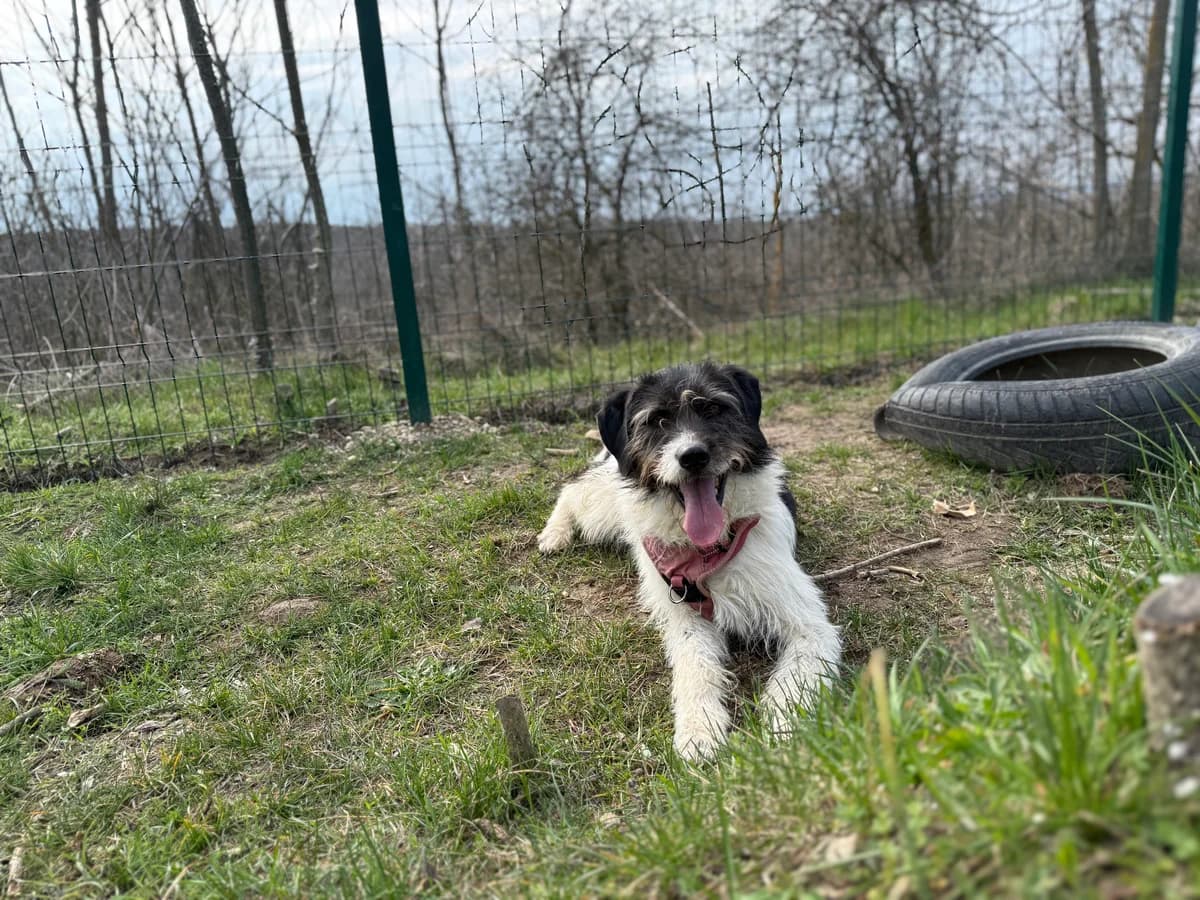 Buddy, male young Mixed Breed for adoption at Hundhjälpen, Stockholm