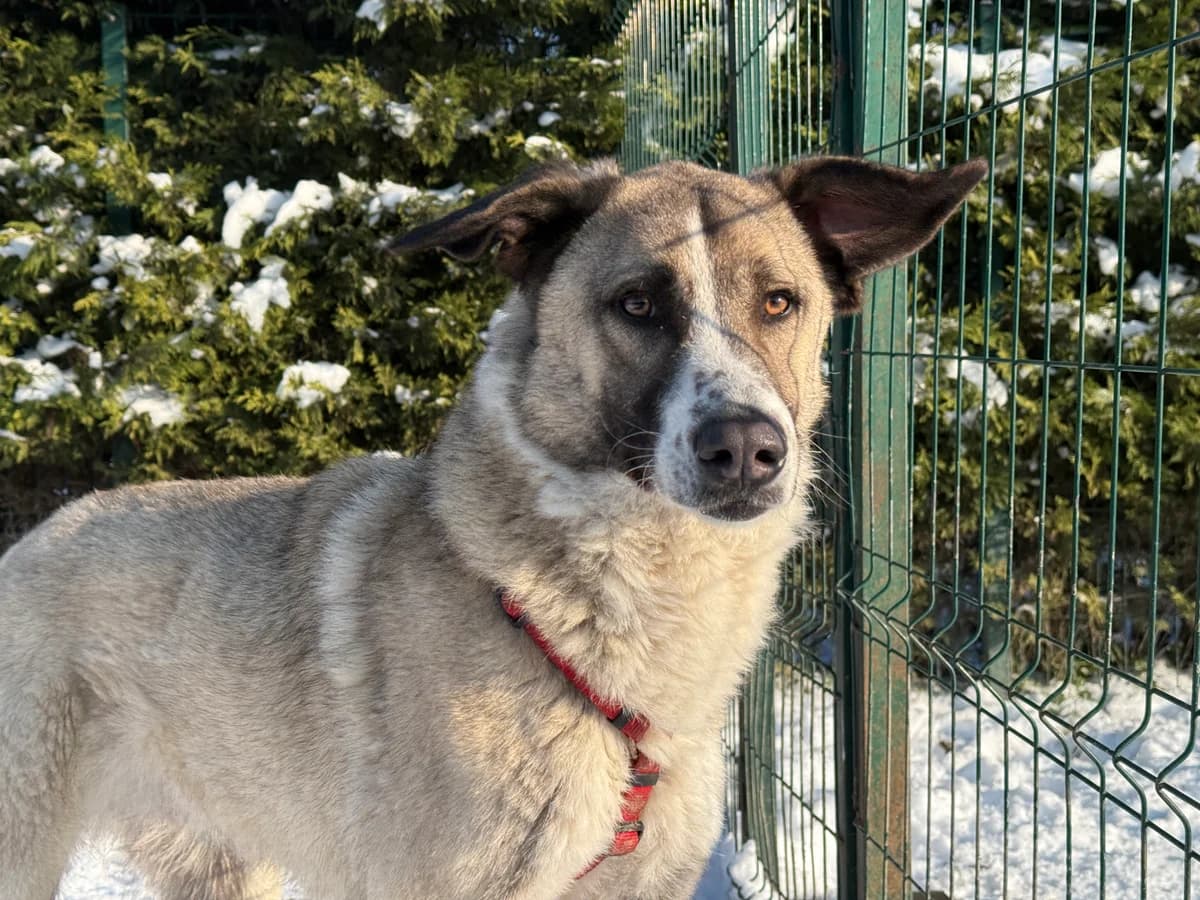 Cacio, male 3yo Mixed Breed for adoption at Hundhjälpen, Stockholm