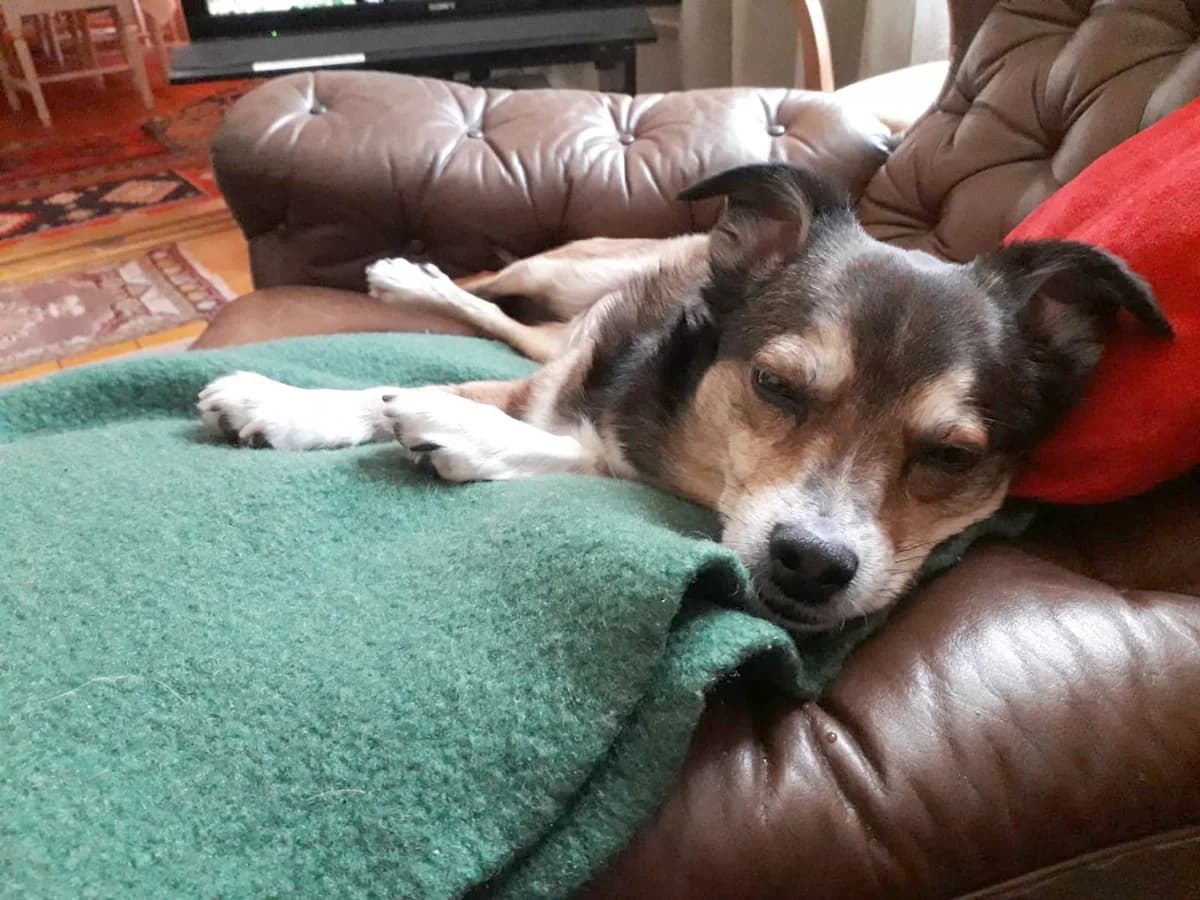 Caspar, male senior Mixed Breed for adoption at Hundhjälpen, Stockholm
