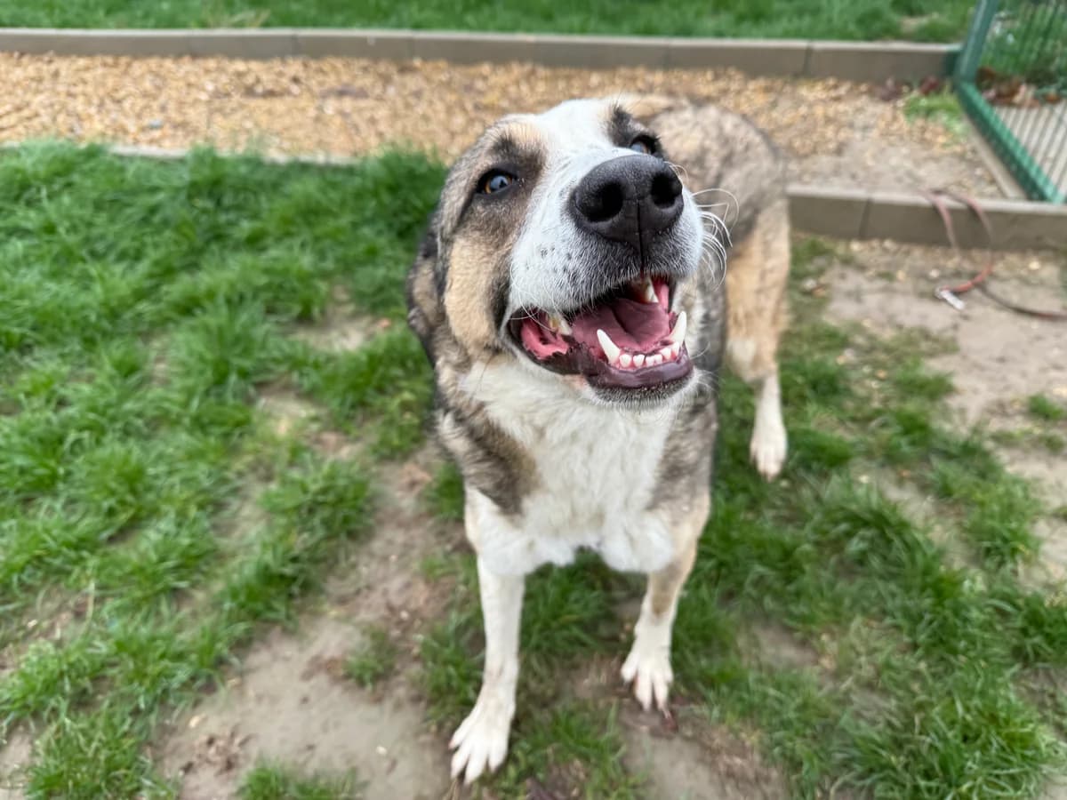 Clementina, female 3yo Mixed Breed for adoption at Hundhjälpen, Stockholm