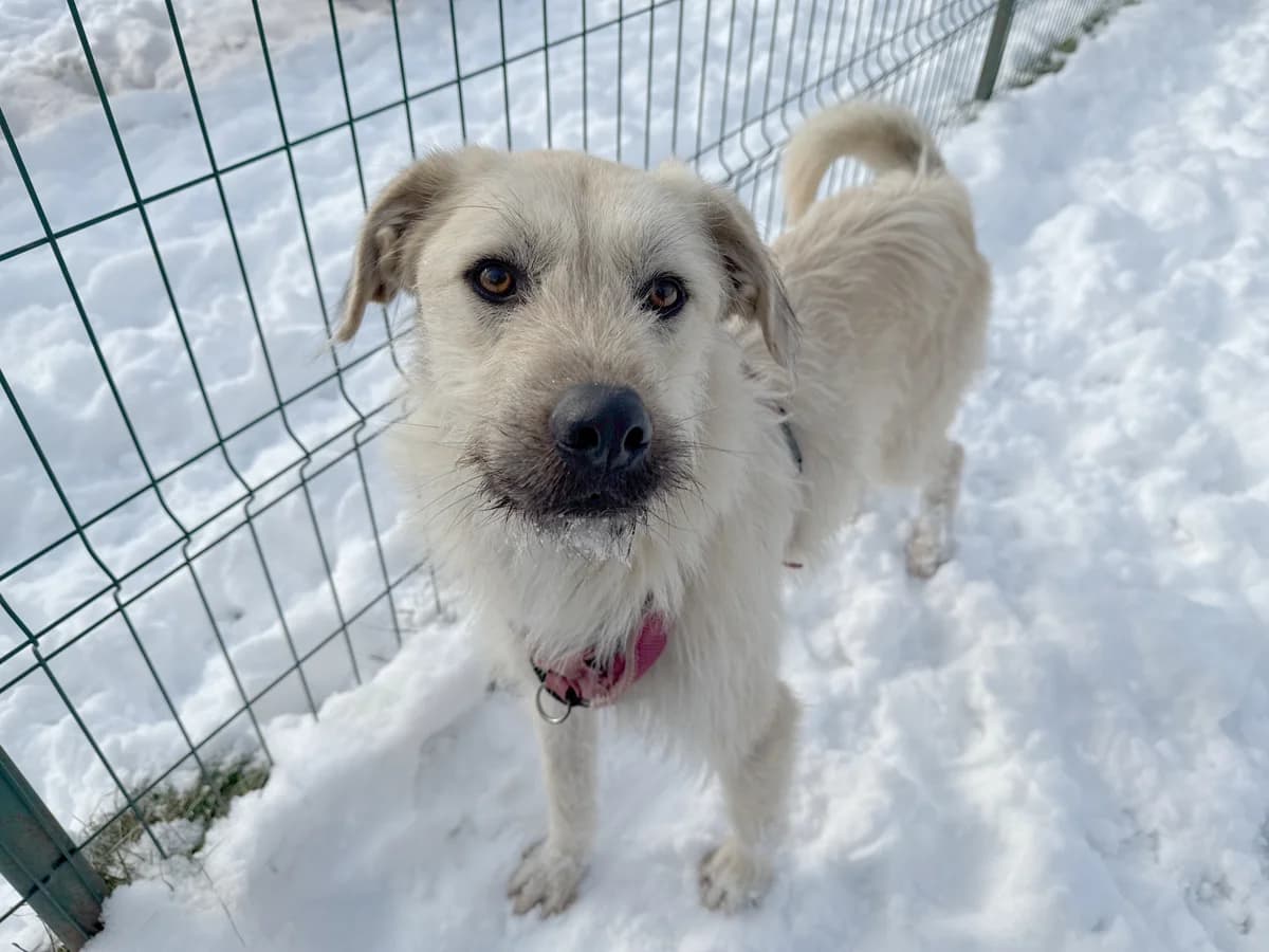 Cooper, gra male young Mixed Breed for adoption at Hundhjälpen, Stockholm
