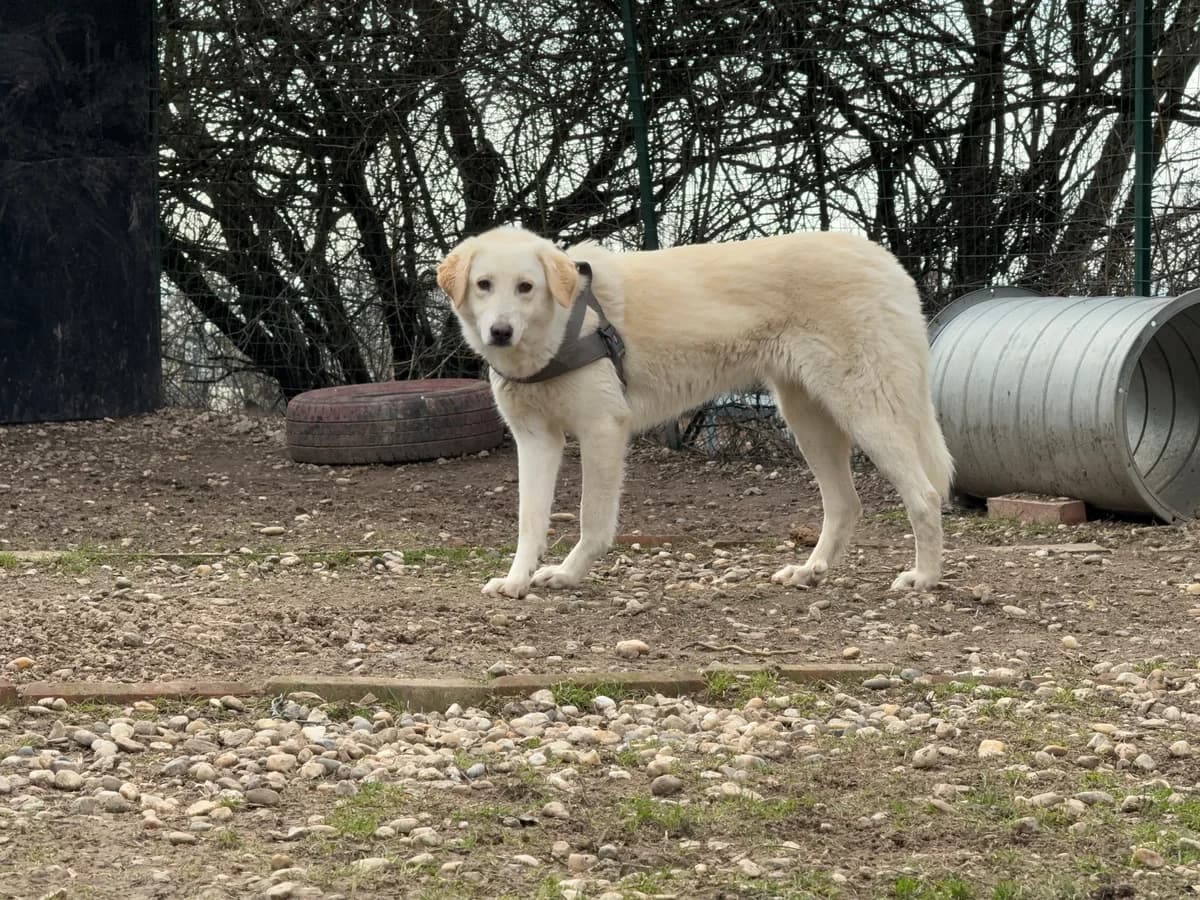 Corinna, female 3yo Mixed Breed for adoption at Hundhjälpen, Stockholm