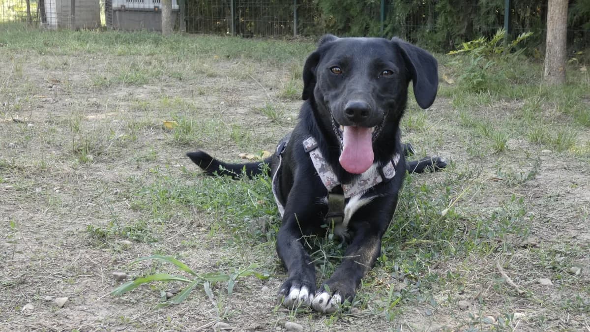 Daffy, svart female 4yo Mixed Breed for adoption at Hundhjälpen, Stockholm