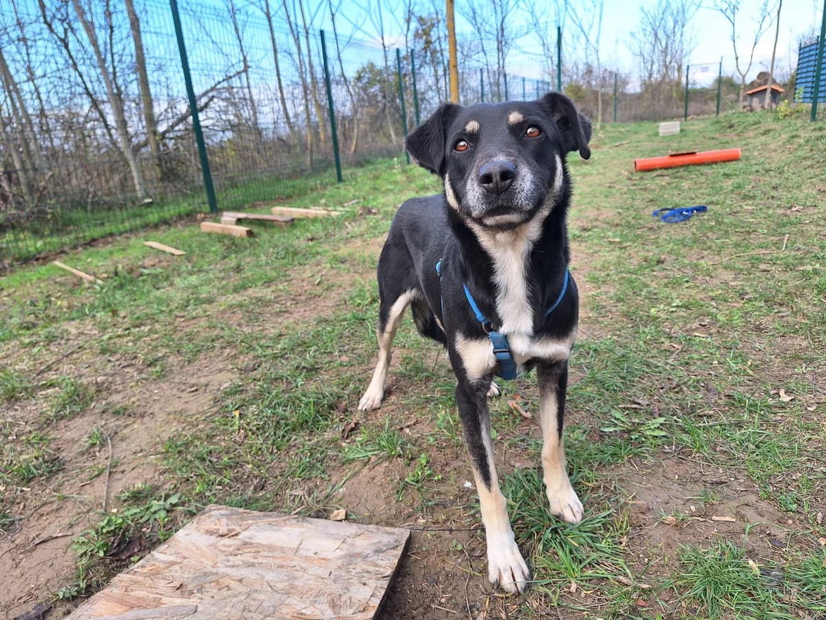 Diego, male 4yo Mixed Breed for adoption at Hundhjälpen, Stockholm