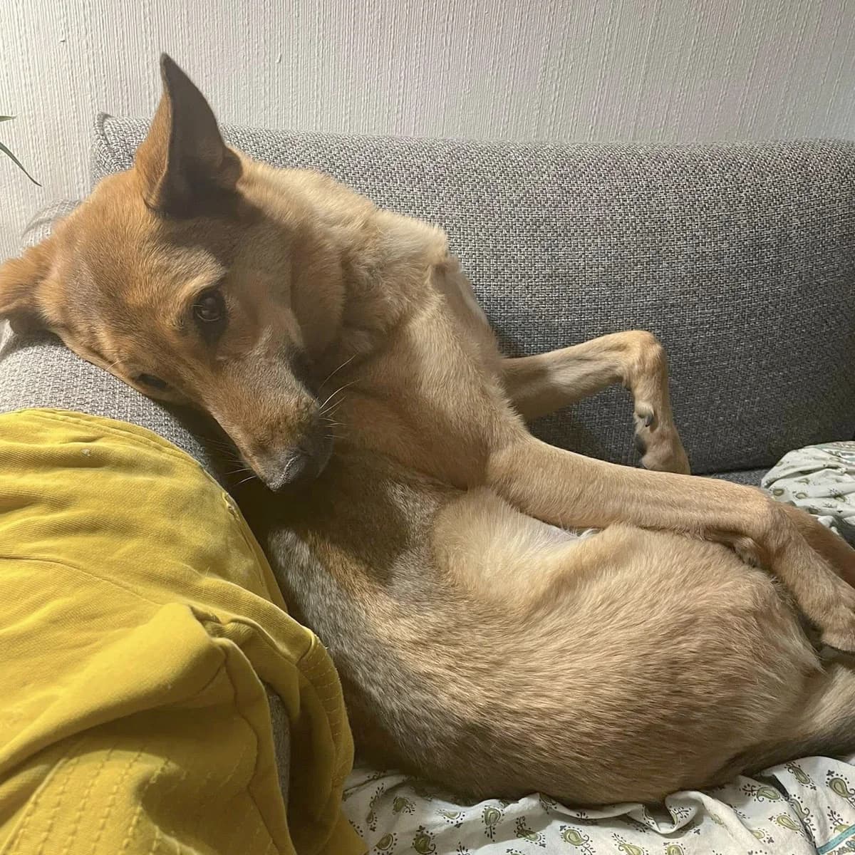 Disha, gra female senior Mixed Breed for adoption at Hundhjälpen, Stockholm