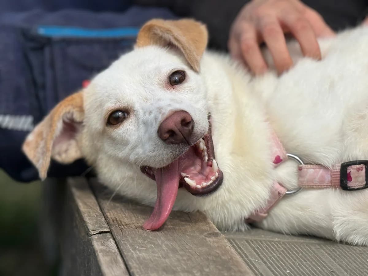 Diva, gra female young Mixed Breed for adoption at Hundhjälpen, Stockholm
