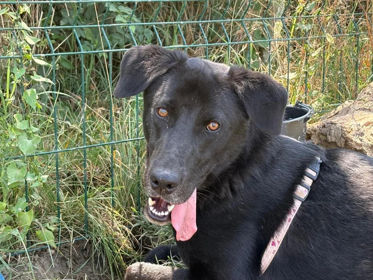 Ebano, gra male young Mixed Breed for adoption at Hundhjälpen, Stockholm