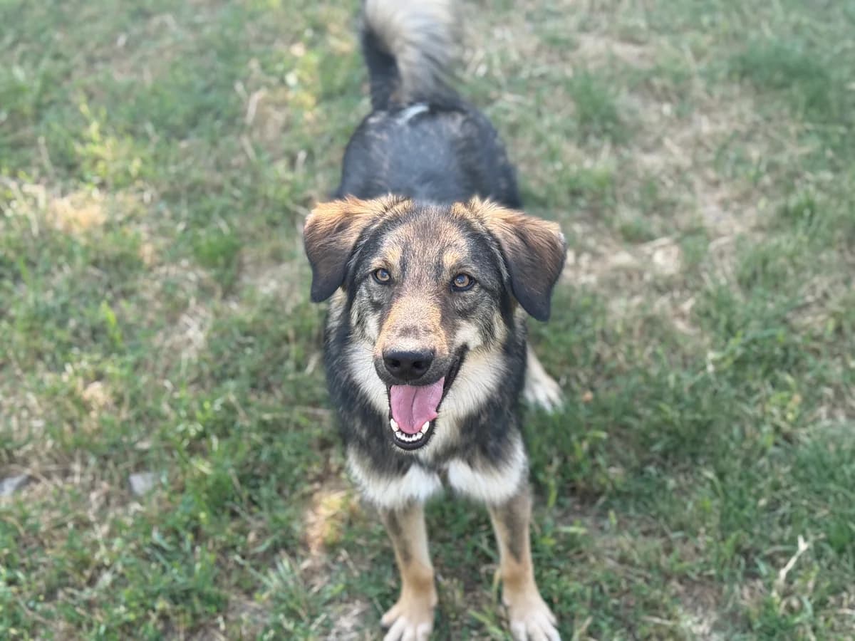 Eneas, male 3yo Mixed Breed for adoption at Hundhjälpen, Stockholm