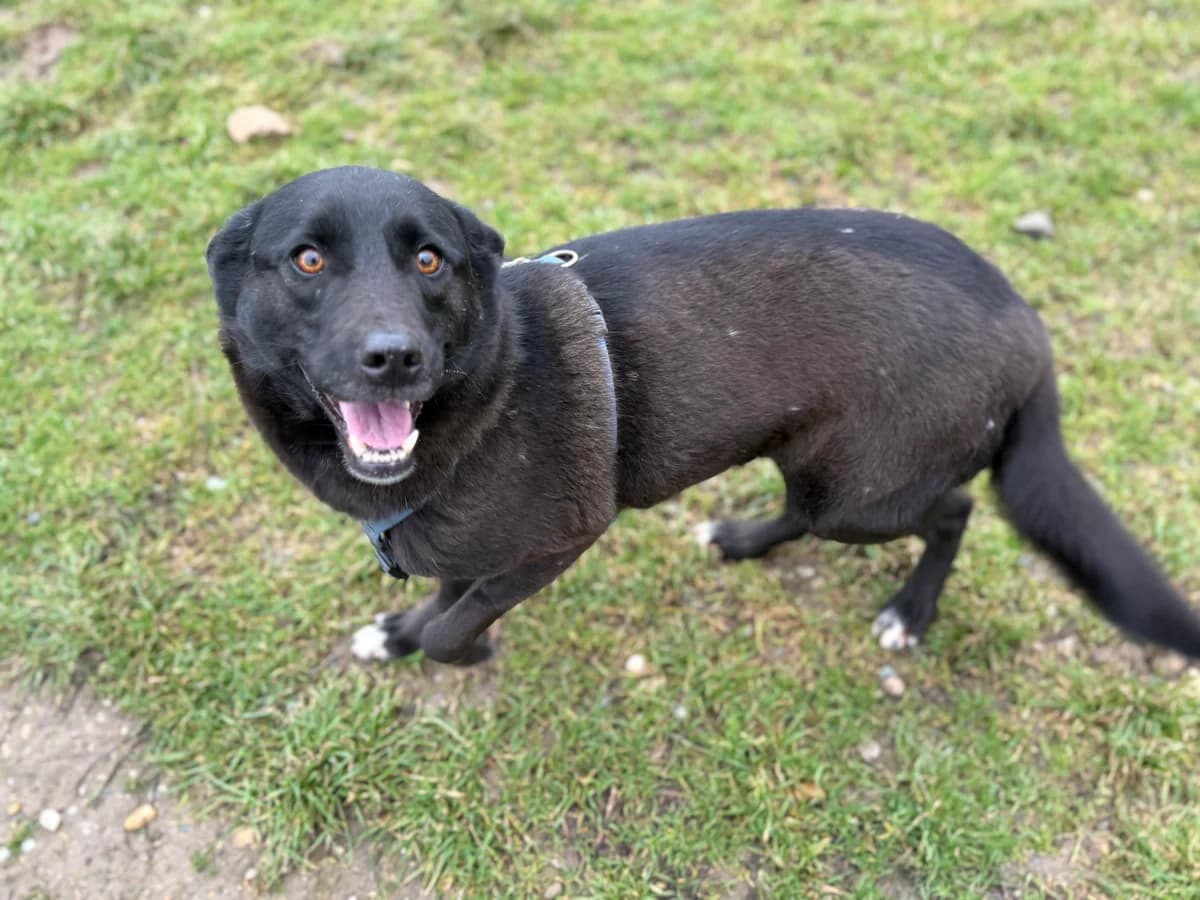 Ezam, svart male 4yo Mixed Breed for adoption at Hundhjälpen, Stockholm