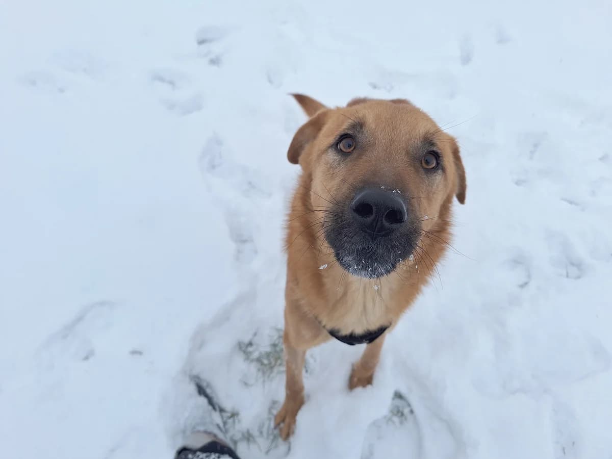 Frasse, male 3yo Mixed Breed for adoption at Hundhjälpen, Stockholm