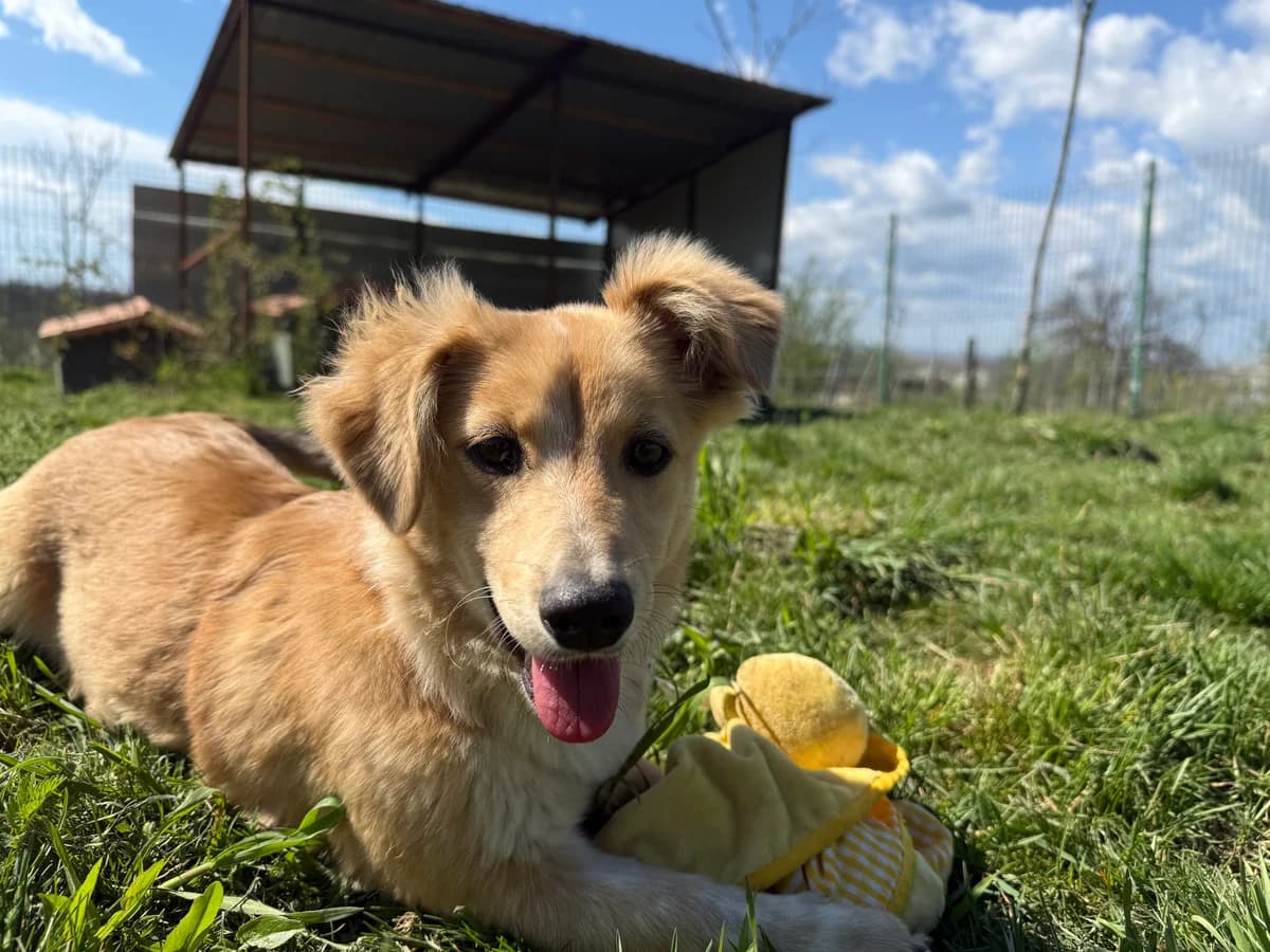 Gilda, female young Mixed Breed for adoption at Hundhjälpen, Stockholm