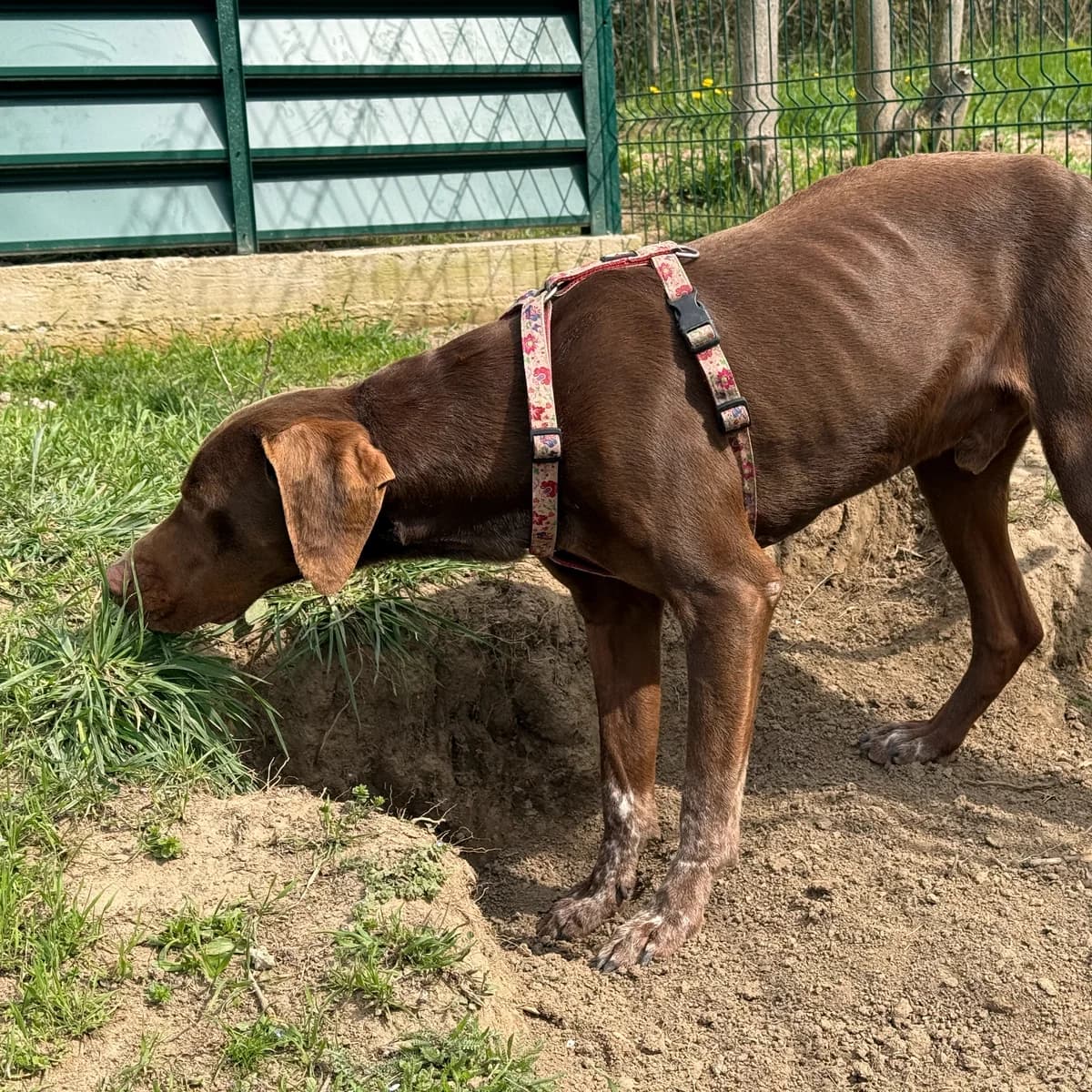 Gizmo, gra male 3yo Mixed Breed for adoption at Hundhjälpen, Stockholm