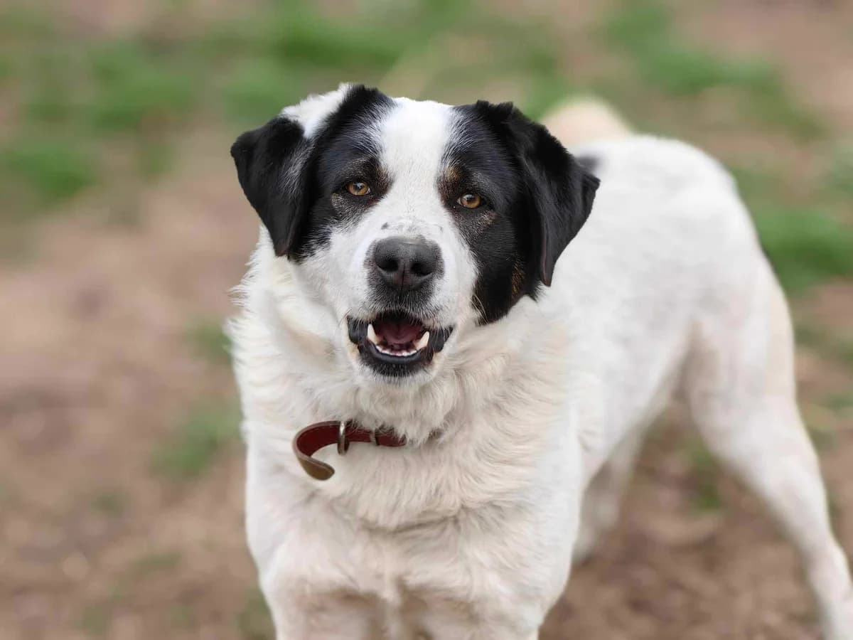 Hermes, gra male 4yo Mixed Breed for adoption at Hundhjälpen, Stockholm