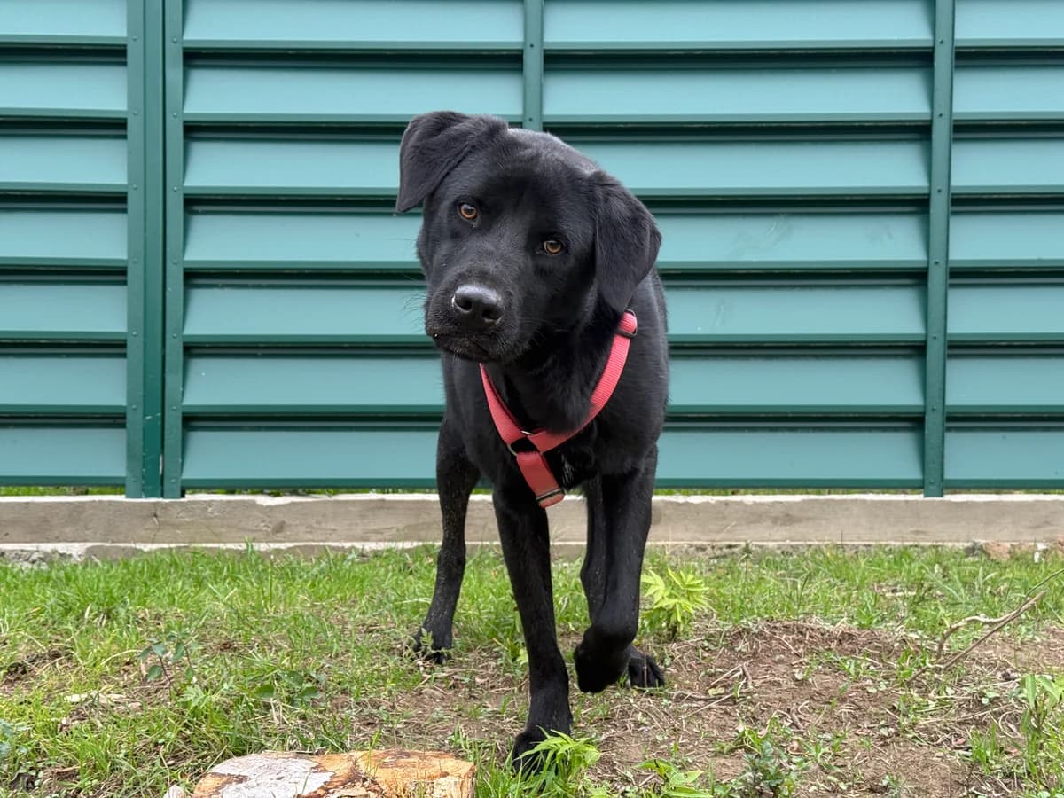 Ink, male young Mixed Breed for adoption at Hundhjälpen, Stockholm
