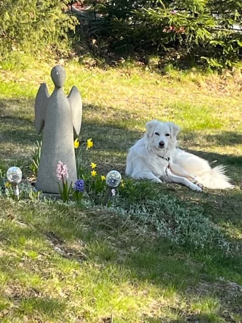 Inna, female 5yo Mixed Breed for adoption at Hundhjälpen, Stockholm
