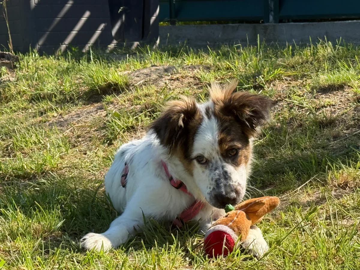 Isotta, female puppy Mixed Breed for adoption at Hundhjälpen, Stockholm