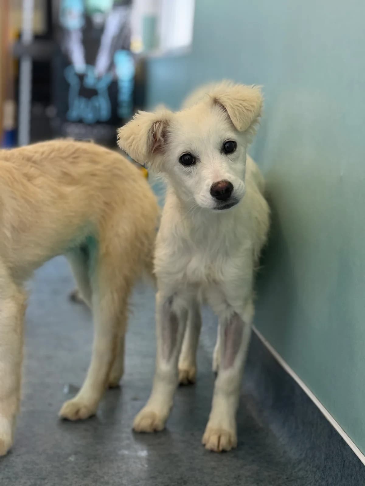 Jade, female puppy Mixed Breed for adoption at Hundhjälpen, Stockholm