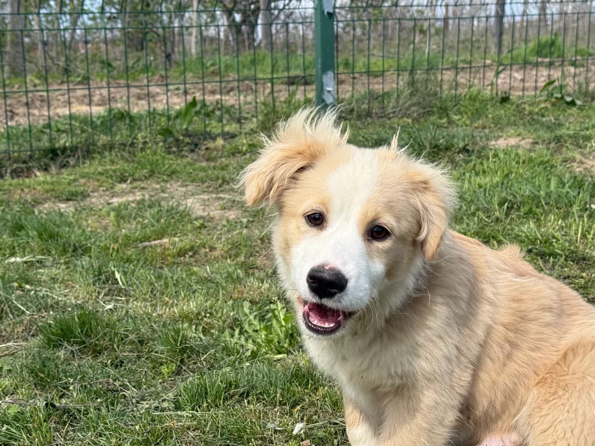 Jimmy, male young Mixed Breed for adoption at Hundhjälpen, Stockholm