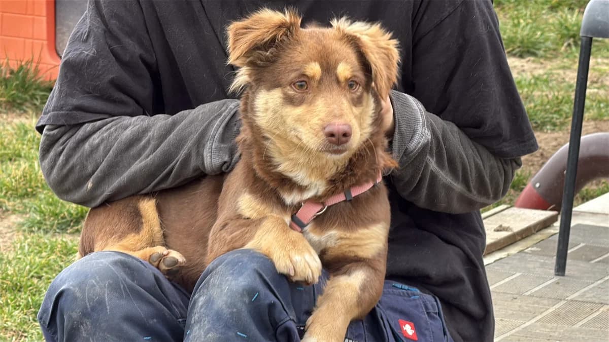 Jolie, gra female young Mixed Breed for adoption at Hundhjälpen, Stockholm
