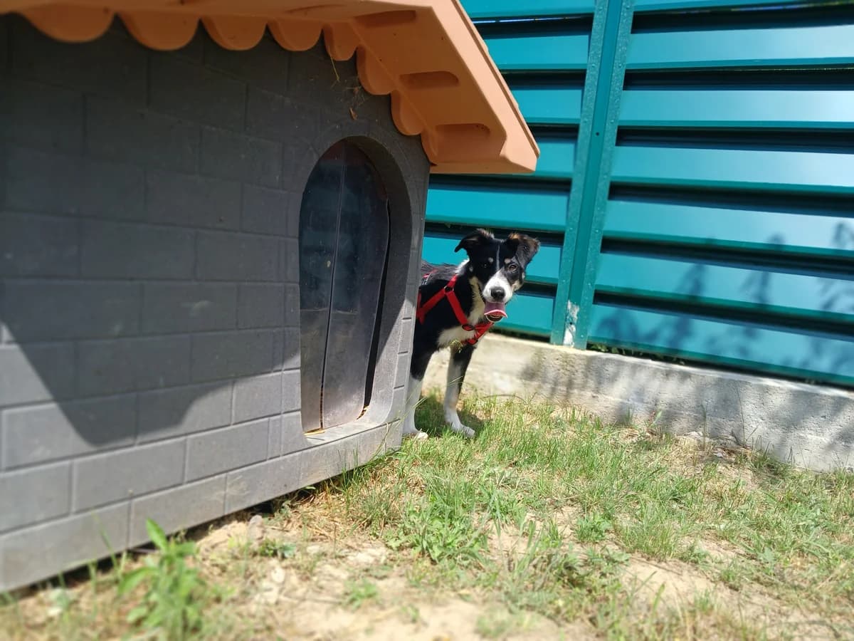 Karina, female young Mixed Breed for adoption at Hundhjälpen, Stockholm