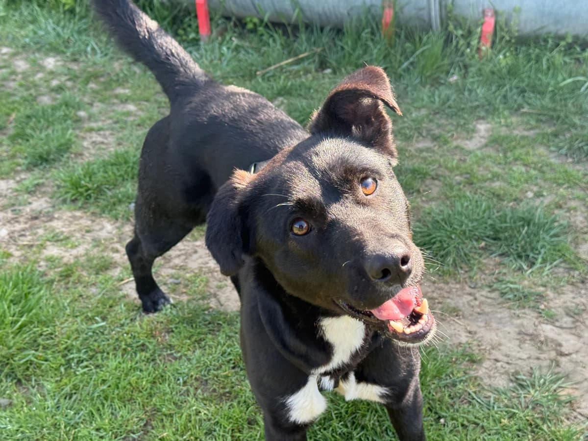 Kimba, gra female young Mixed Breed for adoption at Hundhjälpen, Stockholm