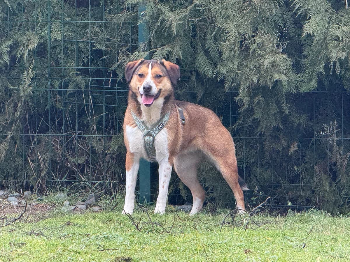 Kimi, guld female 4yo Mixed Breed for adoption at Hundhjälpen, Stockholm