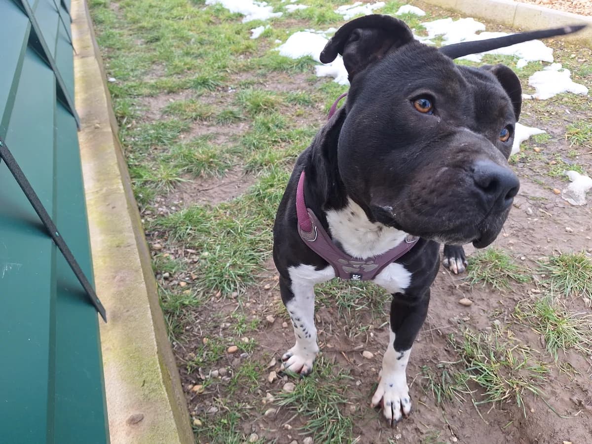 Ludde, male young Mixed Breed for adoption at Hundhjälpen, Stockholm
