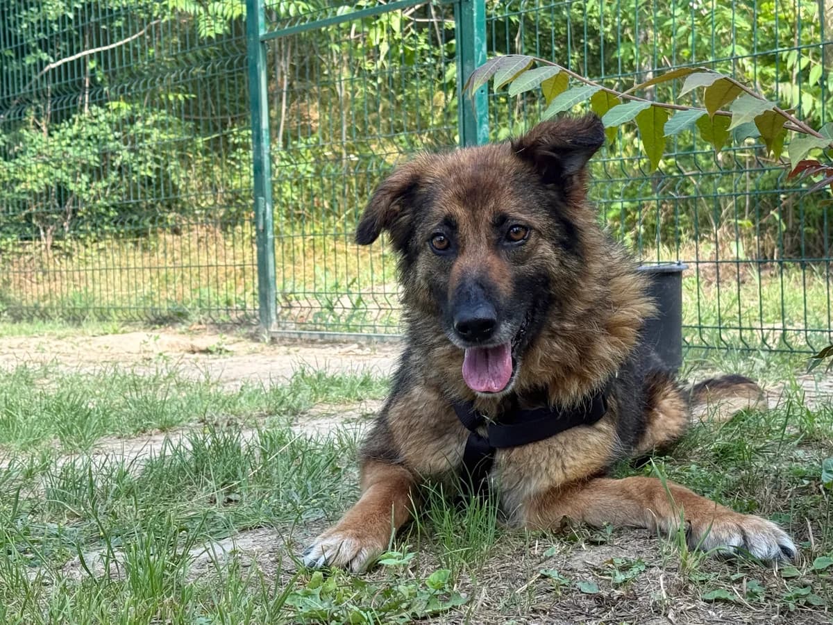 Lupa, Mixed Breed (Hundhjälpen)