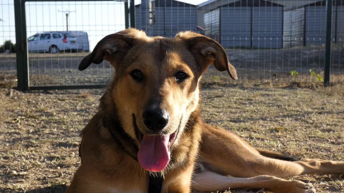 Malik, gra male 4yo Mixed Breed for adoption at Hundhjälpen, Stockholm