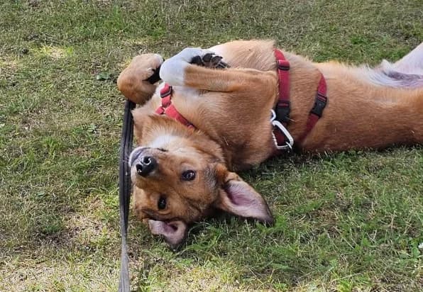 Malik, Mixed Breed (Hundhjälpen)