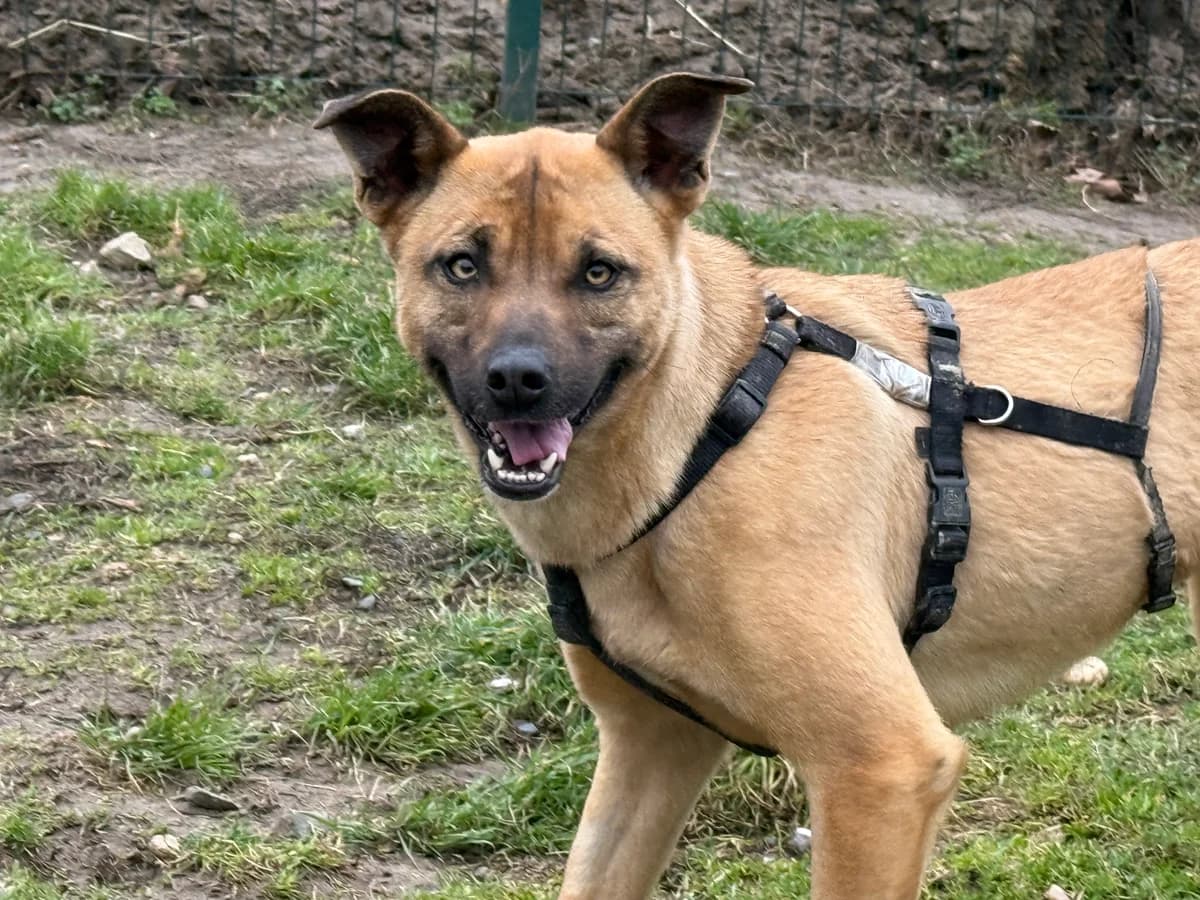 Marta, svart female 4yo Mixed Breed for adoption at Hundhjälpen, Stockholm