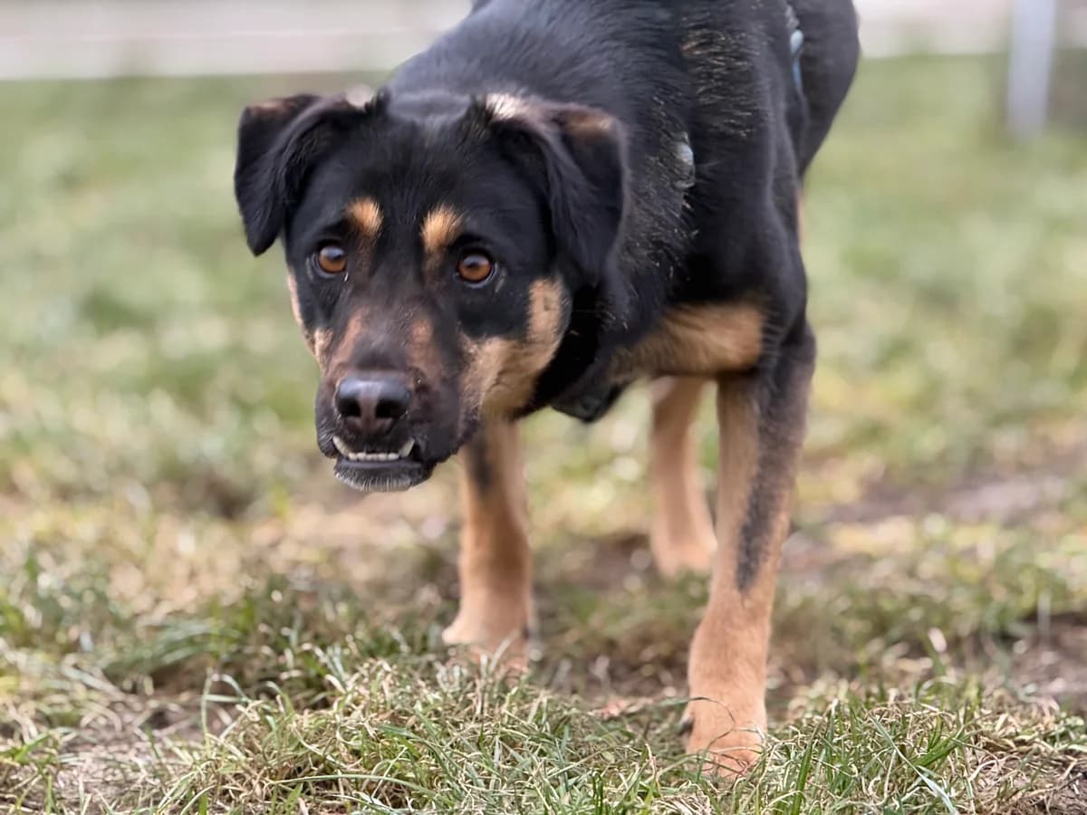 Mirela, gra female 3yo Mixed Breed for adoption at Hundhjälpen, Stockholm