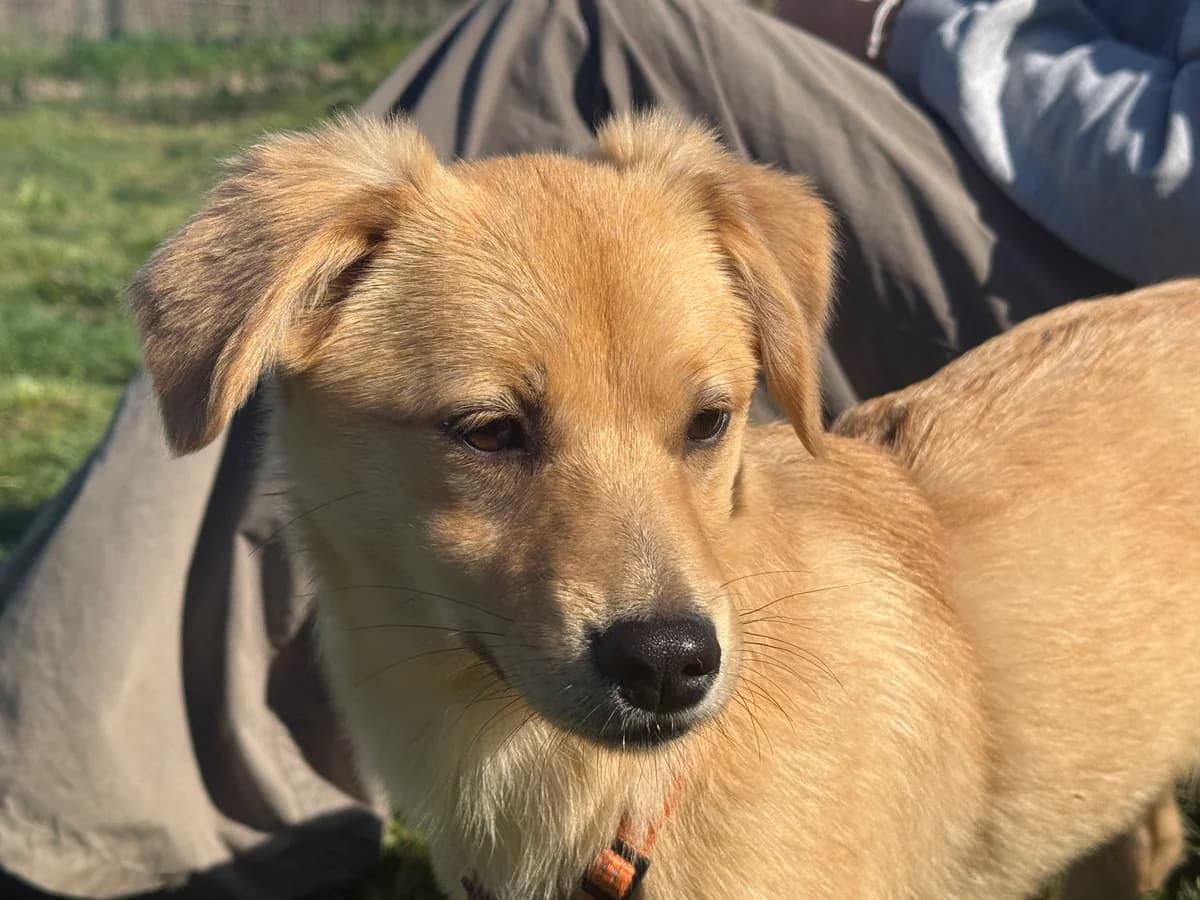 Nala, female young Mixed Breed for adoption at Hundhjälpen, Stockholm