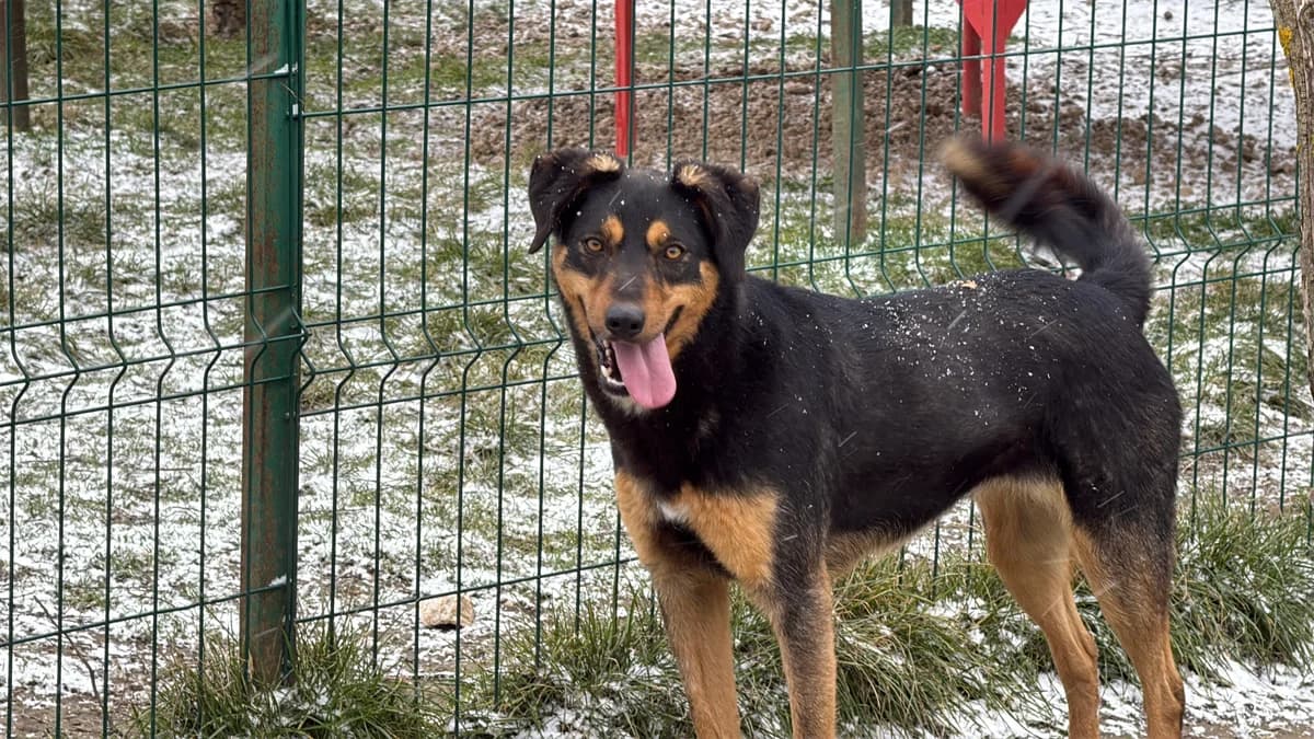 Nilde, female 3yo Mixed Breed for adoption at Hundhjälpen, Stockholm