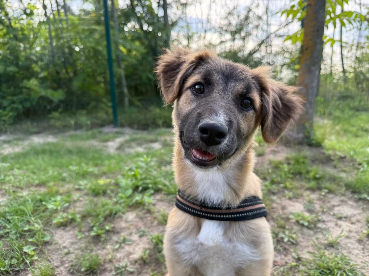 Nori, Mixed Breed (Hundhjälpen)