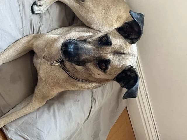 Obelix, gra male 6yo Mixed Breed for adoption at Hundhjälpen, Stockholm