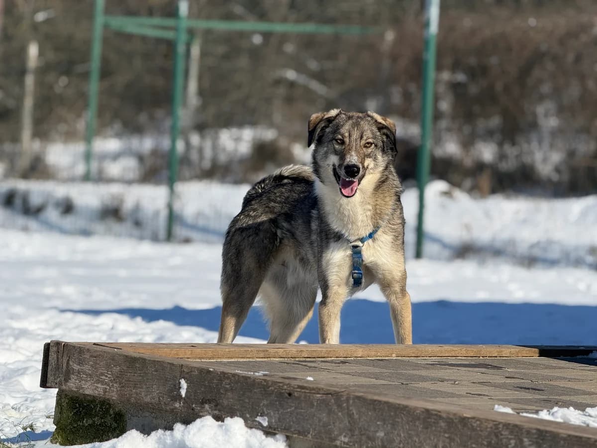 Odino, male 3yo Mixed Breed for adoption at Hundhjälpen, Stockholm