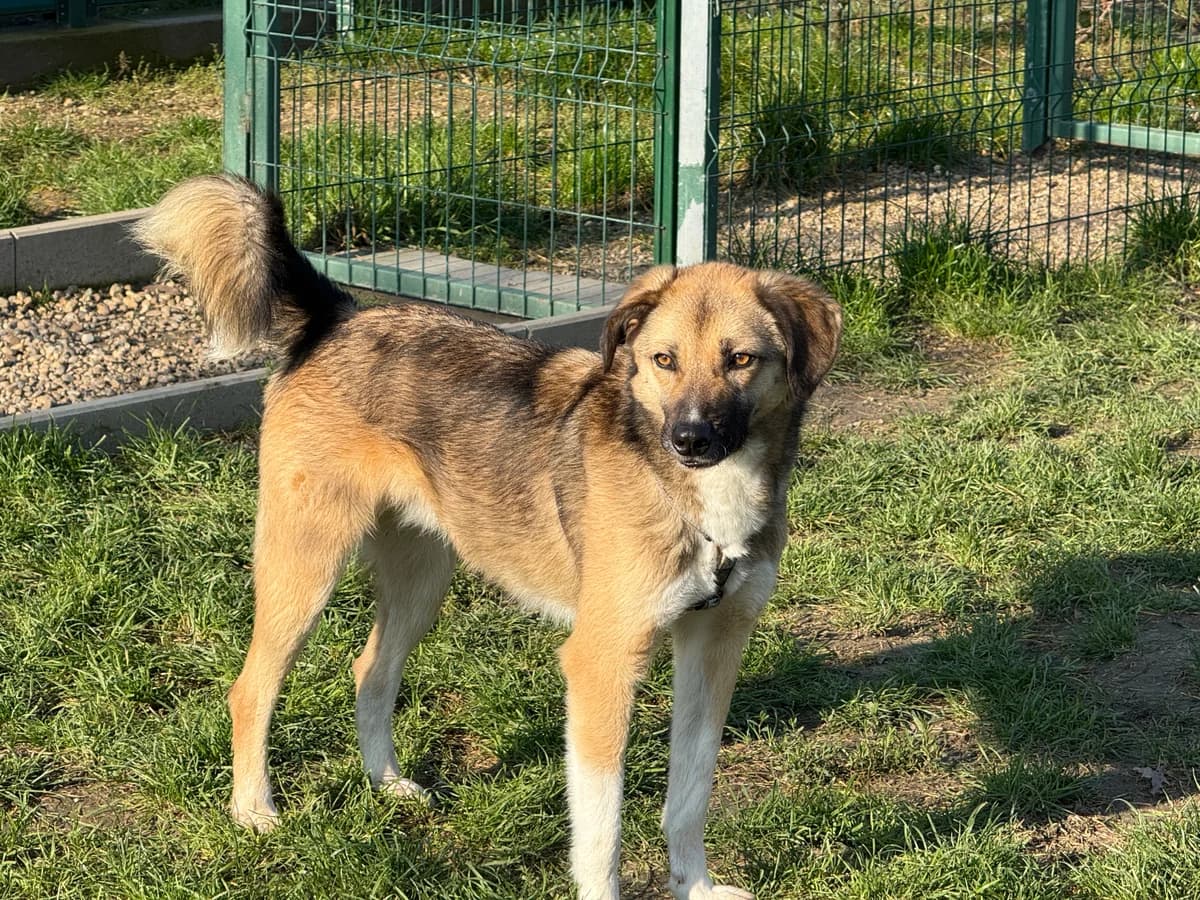 Olmo, male 3yo Mixed Breed for adoption at Hundhjälpen, Stockholm