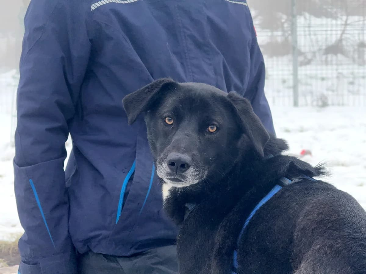 Onice, gra female young Mixed Breed for adoption at Hundhjälpen, Stockholm