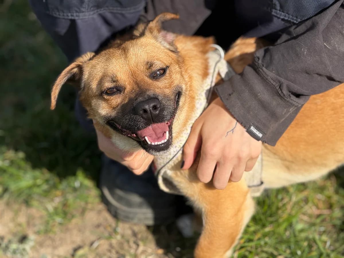 Peanut, gra female young Mixed Breed for adoption at Hundhjälpen, Stockholm