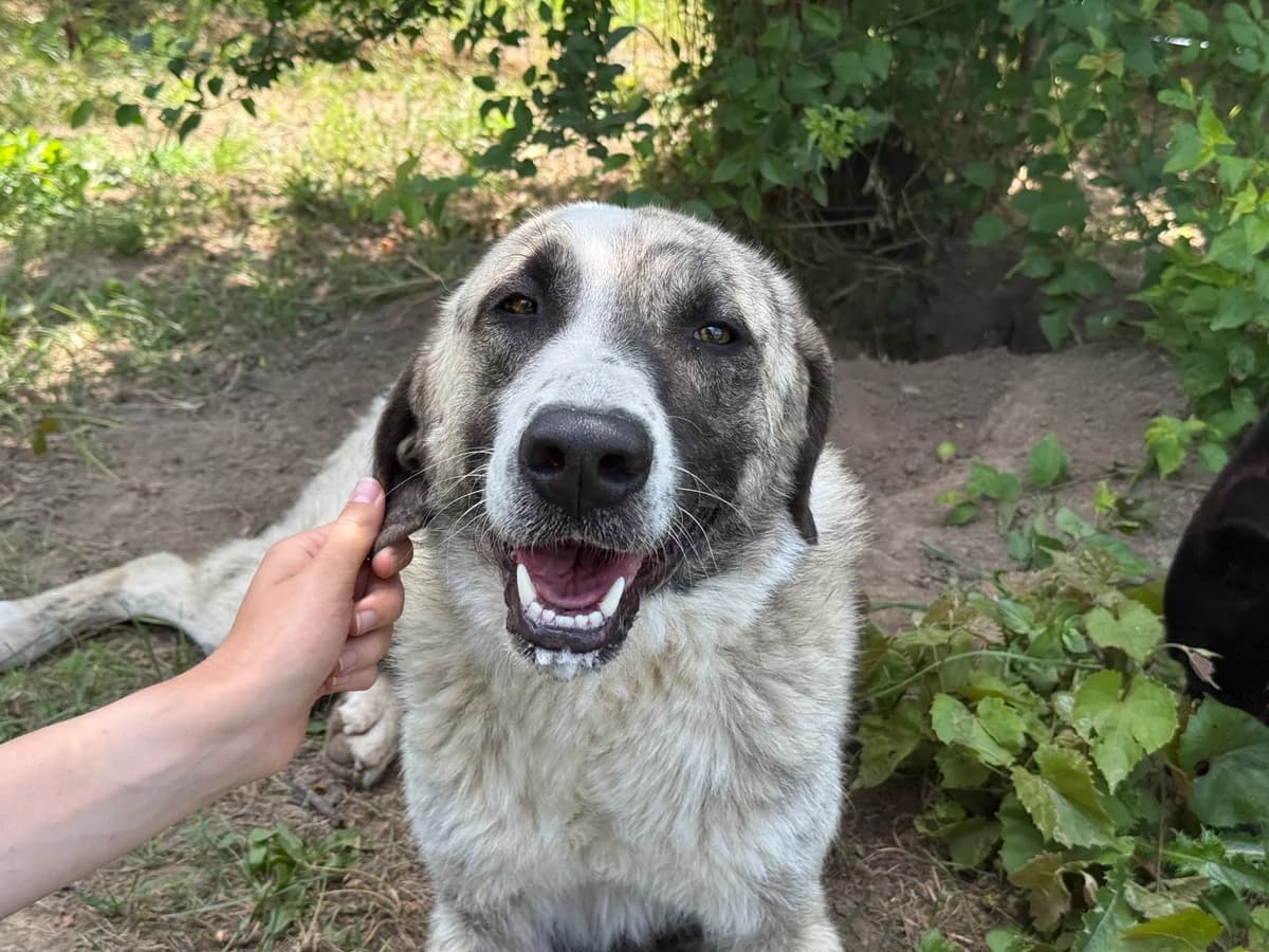 Pepe, guld male 3yo Mixed Breed for adoption at Hundhjälpen, Stockholm